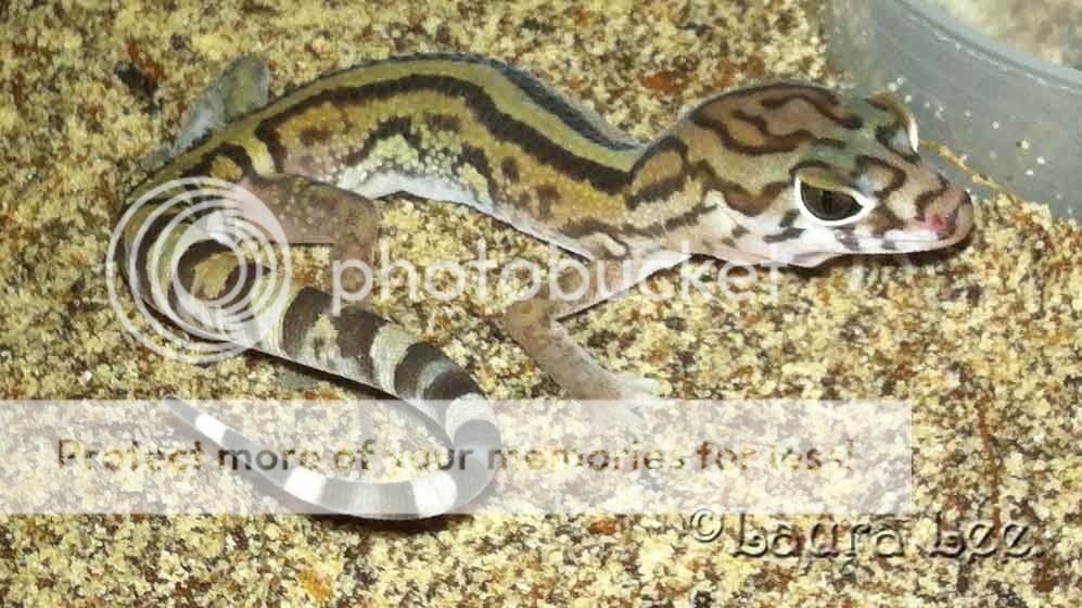 IMG_0871copy_zpsb11ac262.jpg