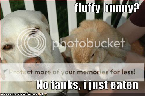 FLUFFYBUNNY.jpg