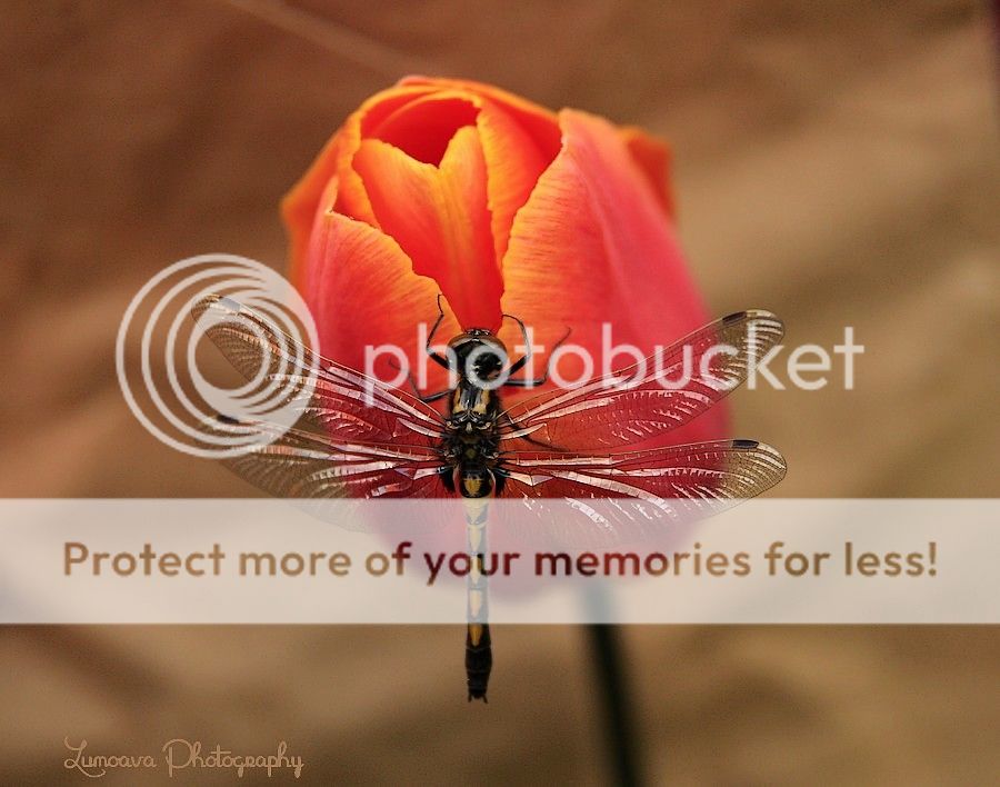 IMAGE: http://i449.photobucket.com/albums/qq213/setteri_bucket/POTN/tulip_P_1.jpg