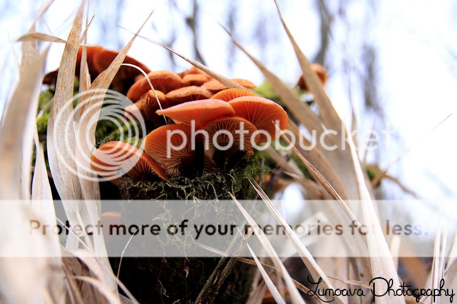 IMAGE: http://i449.photobucket.com/albums/qq213/setteri_bucket/keltasienet.jpg