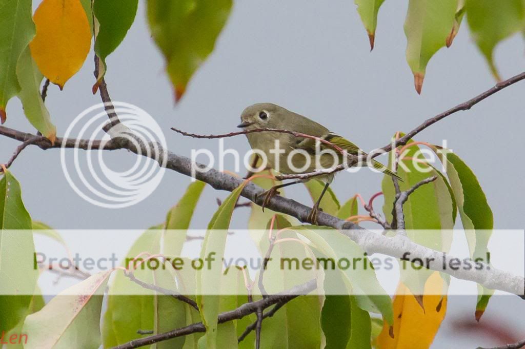 IMAGE: http://i449.photobucket.com/albums/qq214/dap2230/IMG_1025-2_zps07863400.jpg