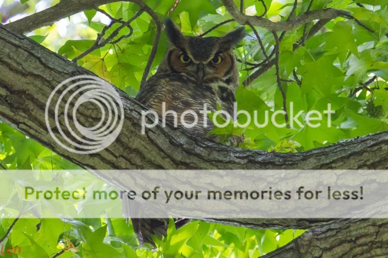 IMAGE: http://i449.photobucket.com/albums/qq214/dap2230/IMG_1393-5_zps793bc7ba.jpg