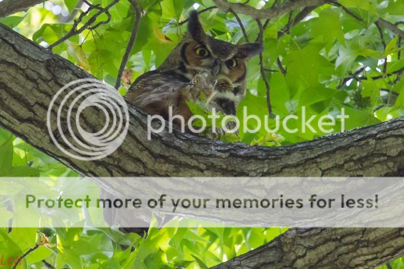 IMAGE: http://i449.photobucket.com/albums/qq214/dap2230/IMG_1400-1_zps2f924893.jpg