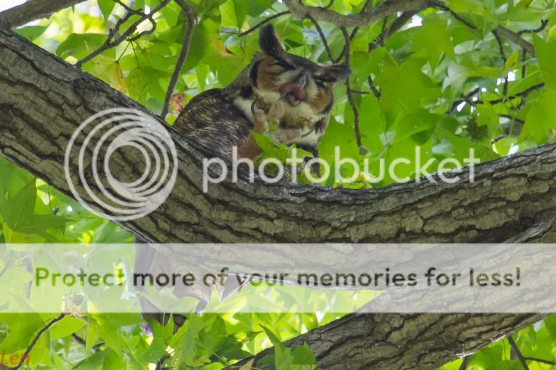 IMAGE: http://i449.photobucket.com/albums/qq214/dap2230/IMG_1403-8_zps01b1ee58.jpg