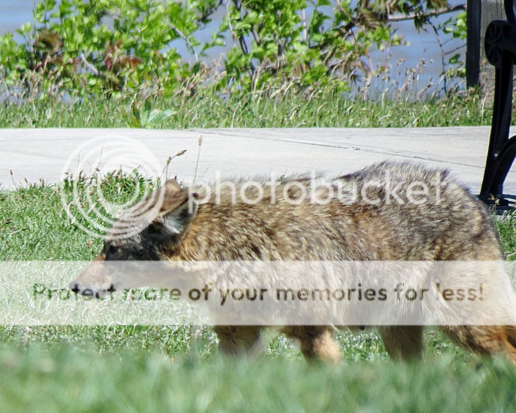 IMAGE: http://i449.photobucket.com/albums/qq214/dap2230/IMG_1891.jpg