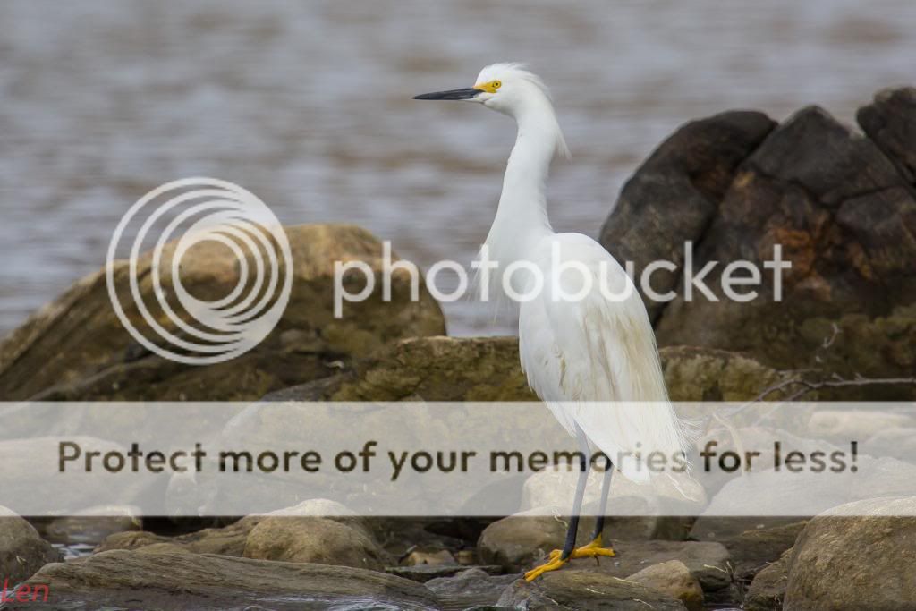 IMAGE: http://i449.photobucket.com/albums/qq214/dap2230/IMG_3833-5_zps6171f741.jpg