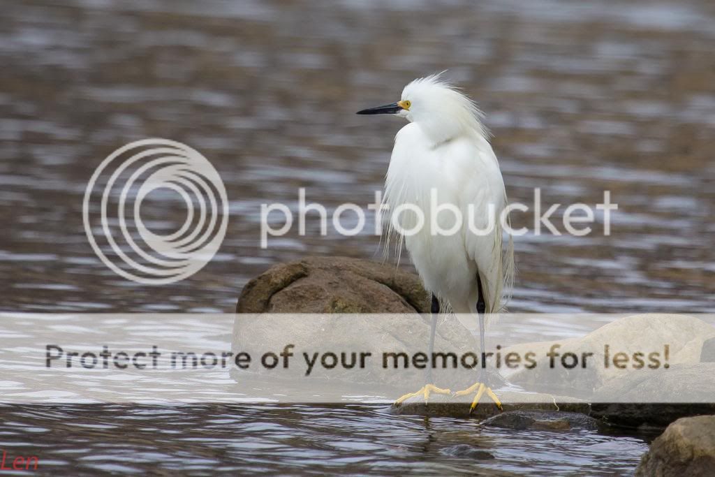 IMAGE: http://i449.photobucket.com/albums/qq214/dap2230/IMG_3849-6_zpsc52a610f.jpg