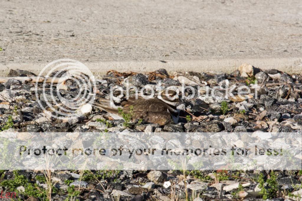 IMAGE: http://i449.photobucket.com/albums/qq214/dap2230/IMG_4919-1_zpsc69e9346.jpg