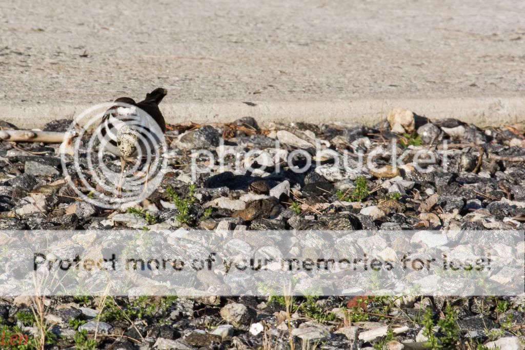 IMAGE: http://i449.photobucket.com/albums/qq214/dap2230/IMG_4932-14_zps10ddb894.jpg