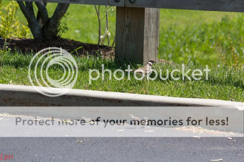 IMAGE: http://i449.photobucket.com/albums/qq214/dap2230/IMG_5046-1_zpsd562b252.jpg