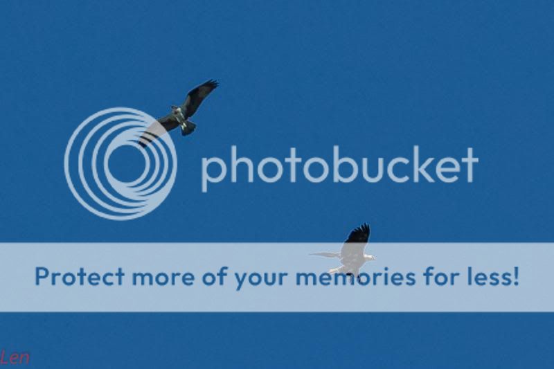 IMAGE: http://i449.photobucket.com/albums/qq214/dap2230/IMG_8943-3_zps58fa4e49.jpg