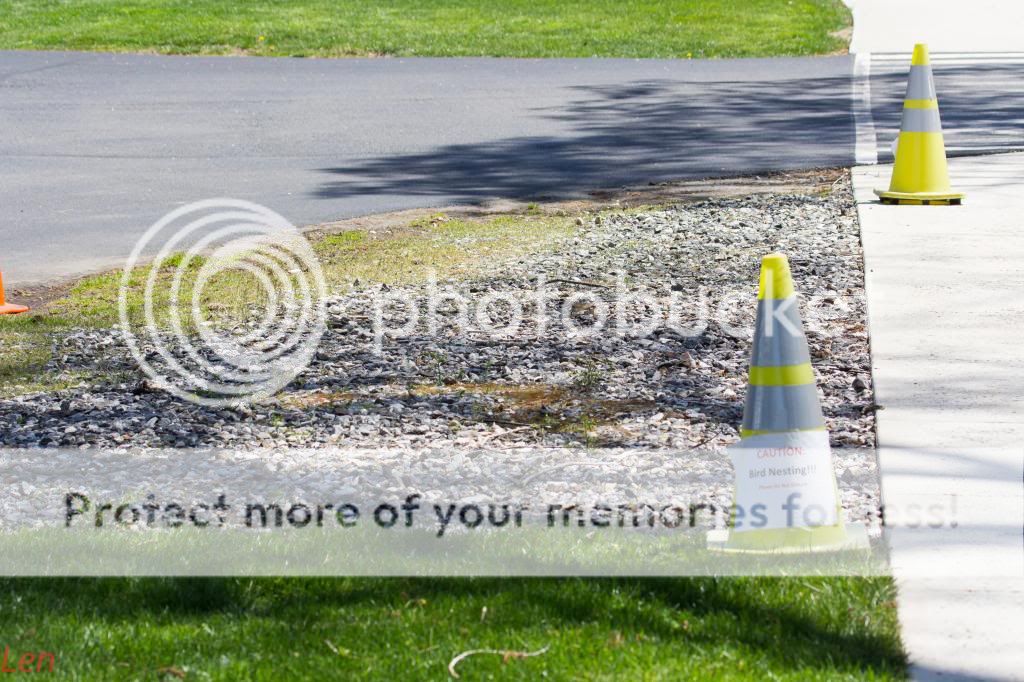 IMAGE: http://i449.photobucket.com/albums/qq214/dap2230/Killdeer/IMG_4359-1_zps634004ed.jpg