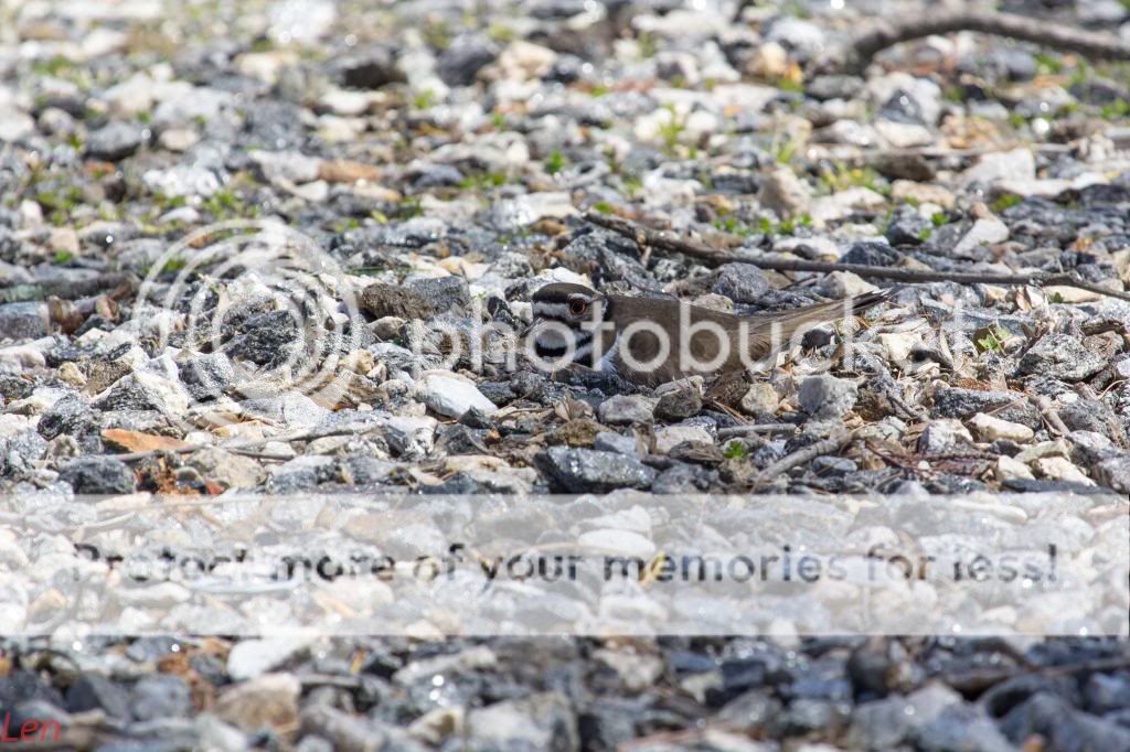 IMAGE: http://i449.photobucket.com/albums/qq214/dap2230/Killdeer/IMG_4363-2_zps0e517893.jpg