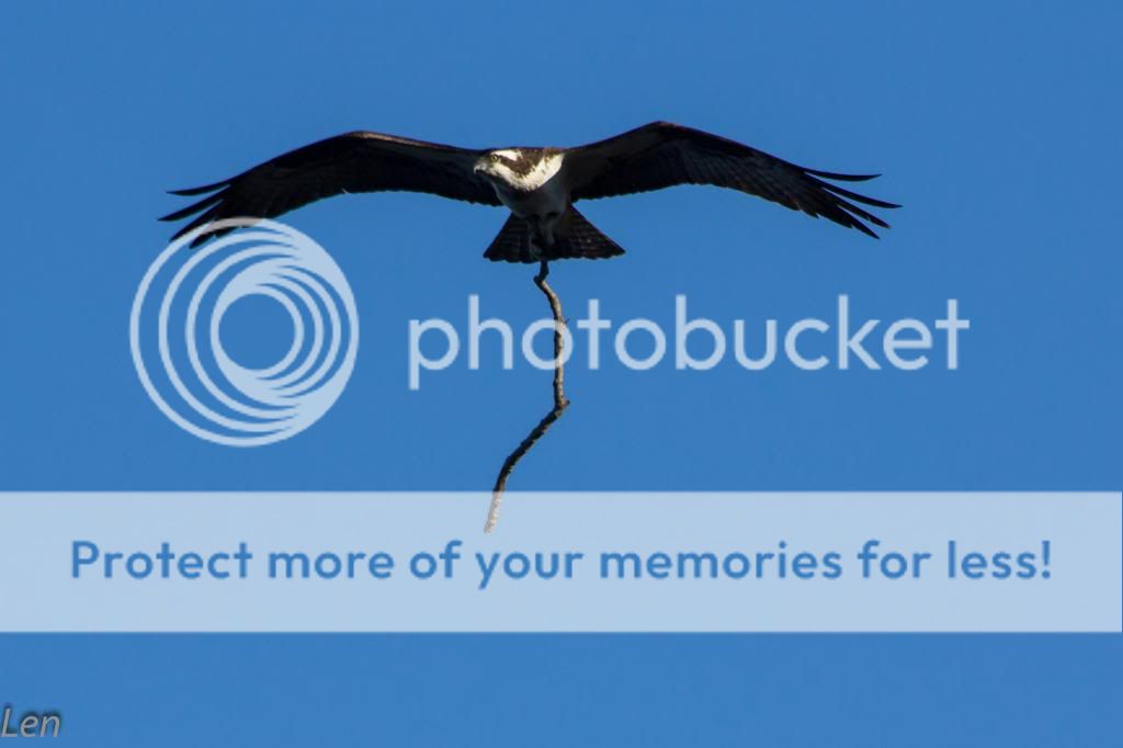 IMAGE: http://i449.photobucket.com/albums/qq214/dap2230/Playland%20-2013/IMG_3244-3_zps48be72d6.jpg