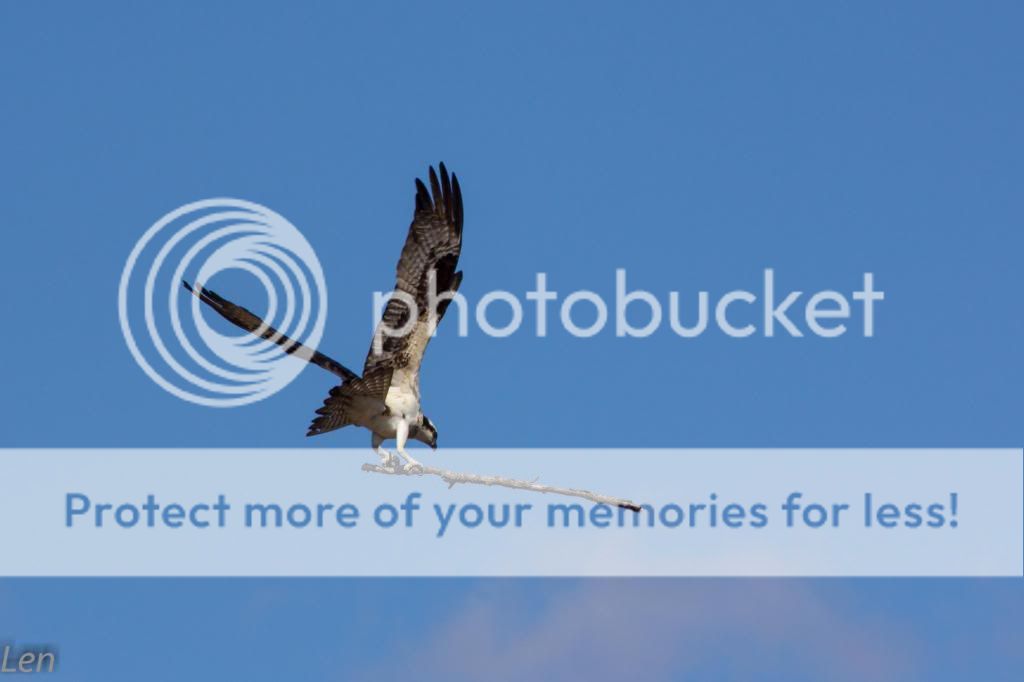 IMAGE: http://i449.photobucket.com/albums/qq214/dap2230/Playland%20-2013/IMG_3334-3_zpsd44cd714.jpg