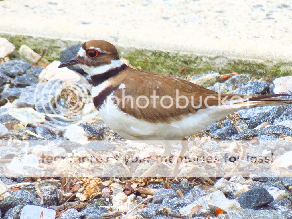 IMAGE: http://i449.photobucket.com/albums/qq214/dap2230/killdeer%20june%2019%202012/IMG_2271-1.jpg