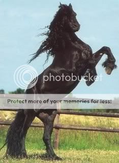 kill people hate robert pattinson weird eclipse movie twilight merchandise Friesian Stallion Pictures, Images and Photos