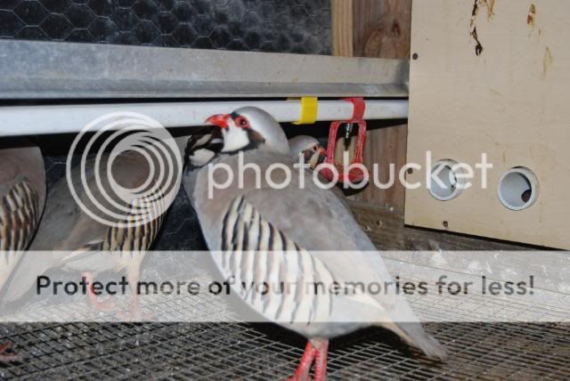 Goergia Gaint Quail