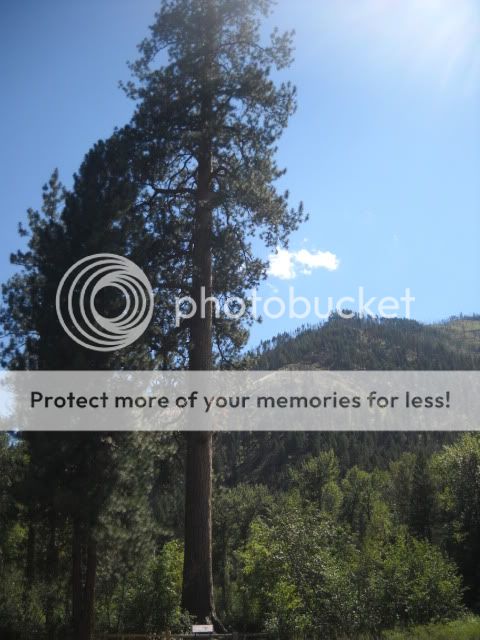 Posted Image