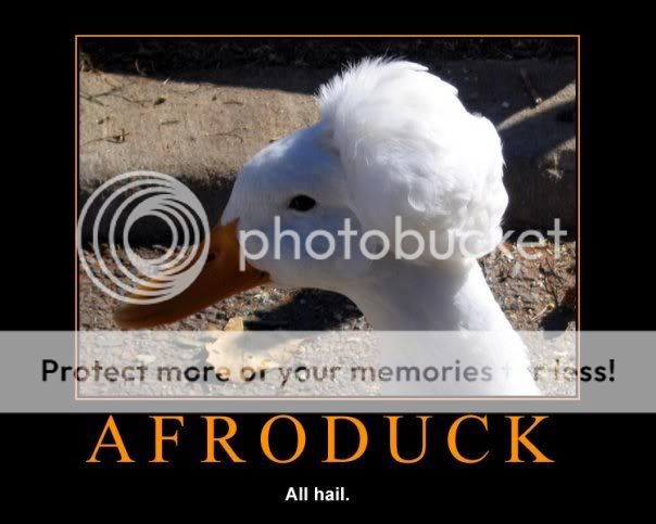 Afroduck.jpg