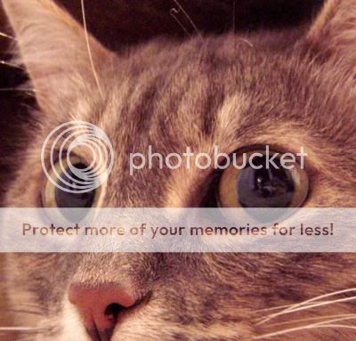 Глаза кошки