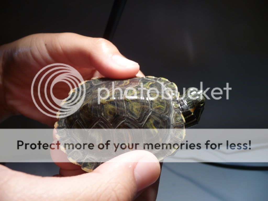 Redearslider.com :: View topic - Shell Pyramiding? *pics included*